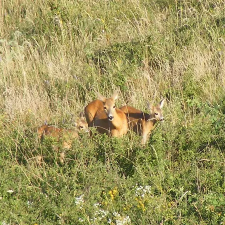 Bed and Breakfast Falubiro Vendeghaza